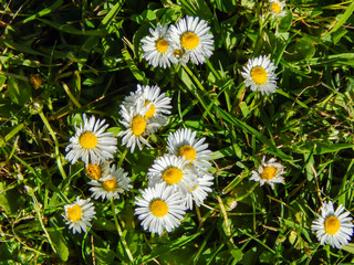 Fototapeta premium White Daisies at Washington Park in Anacortes, WA