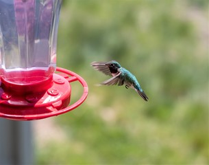 Hummingbird in flight, approaching a feeder.