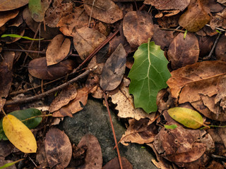 Oak Woodland Forest Floor Close-Up