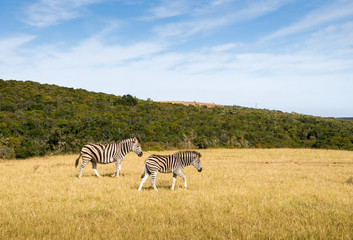 Fototapeta premium zebras in Addo elephant park, South Africa