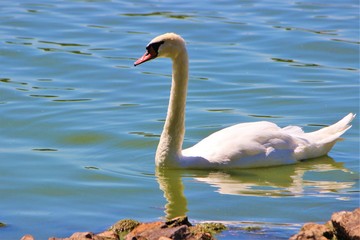 A Mute Swan on a lake (Cygnus olor).