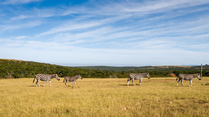 Naklejka na ściany i meble Zebras in Addo elephant park, South Africa