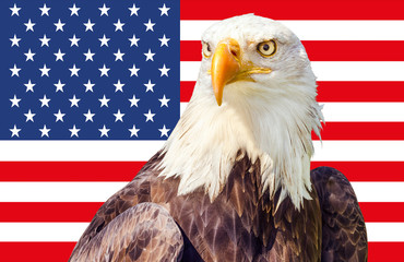 Bald Eagle (Haliaeetus leucocephalus) in front of an American flag