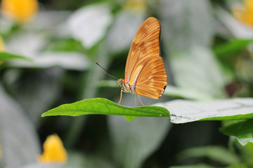 Obraz premium butterfly on leaf