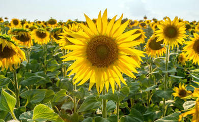 Fototapeta premium A large field of blooming sunflower. Scenic view. Sunflower petals are highlighted by the sun.