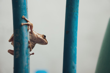Closeup species of a small white frog hang blue  steel