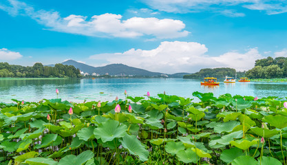 Lake Lotus Pond and Landscape Scenery..