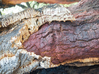 cork oak with cork bark