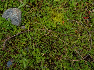 Nature Floor Micro-Scape