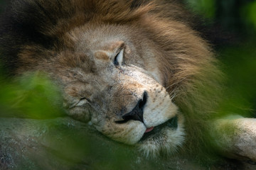 Lion Sleeping