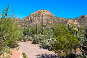 Desert Mountain and Cuctus in Saguaro National Park