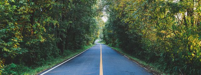 Beautiful road in the forest with sunset light