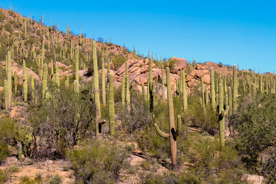 Saguargo Cactus on Desert Mountain