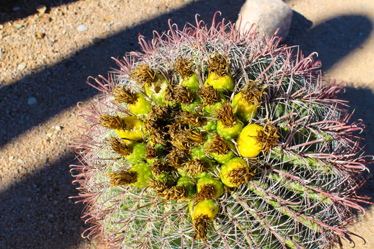 Cactus Flower