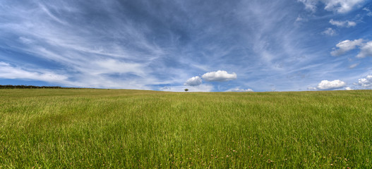 Isolated Tree in an extensive Green Meadow