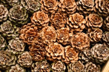 rectangular background of dry brown pine cones, texture