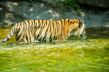 tiger in water