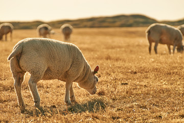Schafe auf der Insel Texel