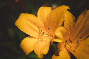 yellow lily flowers spring bloom