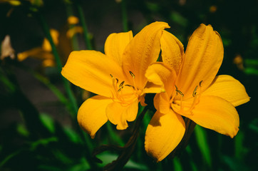 Obraz na płótnie Canvas цветы лилии желтого цвета