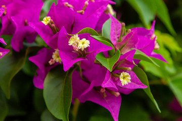 Blooming bougainvillea, лат. Bougainvillea. Purple bougainvillea flowers. Bougainvillea flowers as a background. Floral background