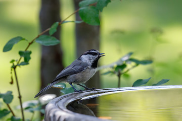 Chickadee perched on birdbath with colorful background