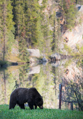 Grizzly bear in the wild