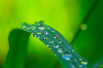 drops in the garden 
