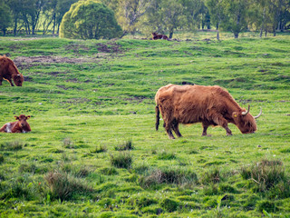 Scottish Cattles in Scottish Highlands Wilderness