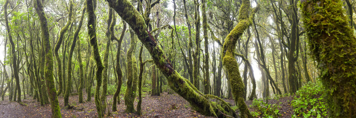 Panorama Lorbeerwald auf La Gomera, Kanaren