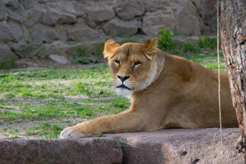 Fototapeta na wymiar Lioness resting 
