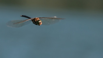 Close up of an emperor dragonfly (Anax imperator) in flight during daytime. 