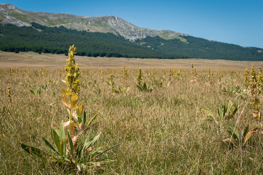Camp of Great Yellow Gentian (Gentiana lutea) in Abruzzo, Italy. 
