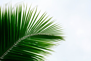 Palm leaves isolated on white