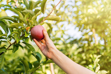 The gathering of the fruit. A woman's hand tears a ripe red apple from a branch. The concept of organic food and vegetarianism