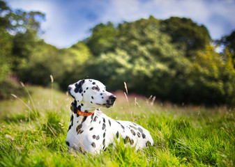 The Dalmatian