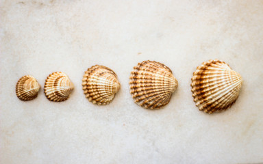 sea shells. in-line. top view. To make wallpaper and background.