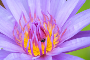 beauty purple lotus blooming with honey ants