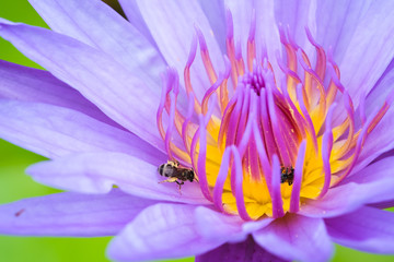 fresh violet lotus bee and honey ants pollination waterlily pollen