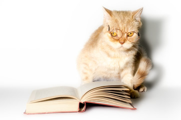 red cat in glasses with a book on a white background close up