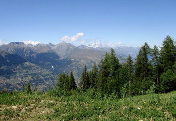 Paysage verdoyant des Alpes en été. Pâturage et  sapins au premier plan. 