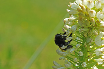 bumblebee collecting pollen and nectar on white flowers