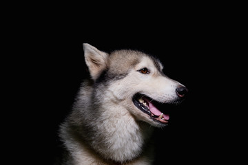 Dog on a black background   Dark tone style