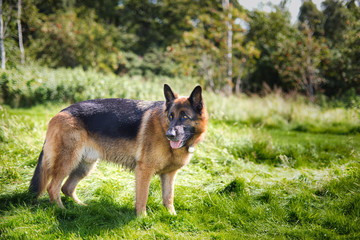 The German Shepherd