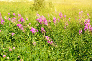 Obraz premium Rosebay Willowherb, Chamerion angustifolium, (Onograceae), downy perennial with round stem favours damp habitats growing wild.