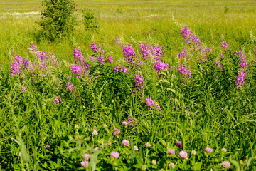 Rosebay Willowherb, Chamerion angustifolium, (Onograceae), downy perennial with round stem favours damp habitats growing wild.