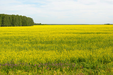 field of rapeseed