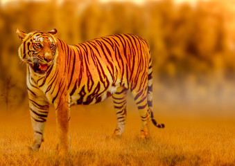 Tiger, walking in the golden light Is a wild animal hunting Summer in hot, dry areas and beautiful tiger structures