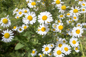 Blooming medicinal plants - white camomile close-up.