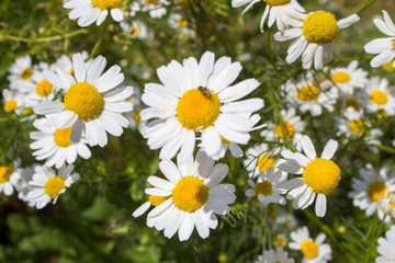Obraz na płótnie Canvas Blooming medicinal plants - white camomile close-up.